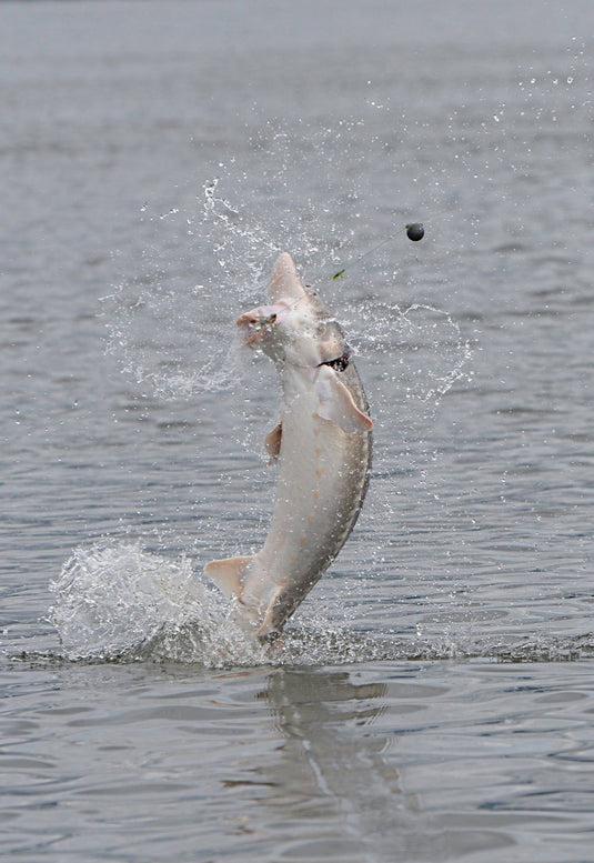 Sturgeon Retention starting April 29 in the upper Columbia River.