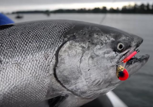 Savagge Strike Salmon Spinner 3,5 Colorado – Bomba Ciliegia Rame Per Salmone