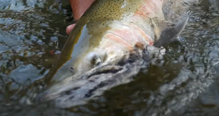 One of the BEST Days of Steelhead Fishing Ever | Not Just a Fish Story
