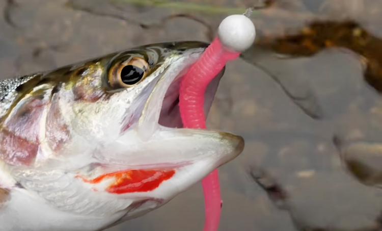 Top-Producing Trout Lure - Rigging & Color Selection