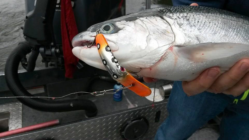 Load image into Gallery viewer, Addicted Steelhead Blend Oil