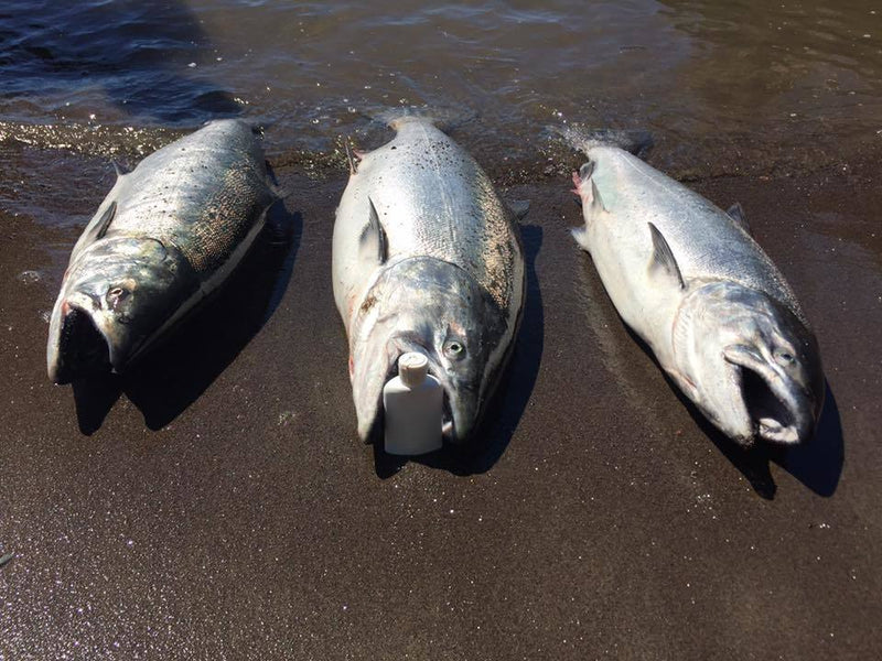 Load image into Gallery viewer, Addicted Salmon Blend Oil