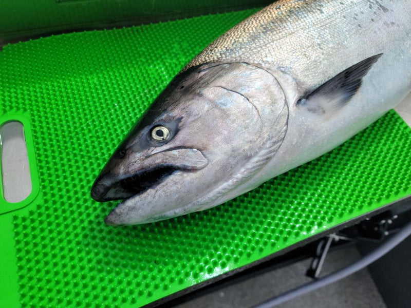 Load image into Gallery viewer, Green Fillet Away Fish Mat ADX Edition