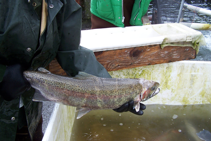 Getting Gillnets OFF of the Mainstem Columbia