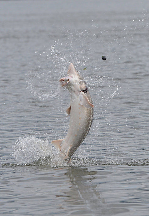 Sturgeon Retention starting April 29 in the upper Columbia River.