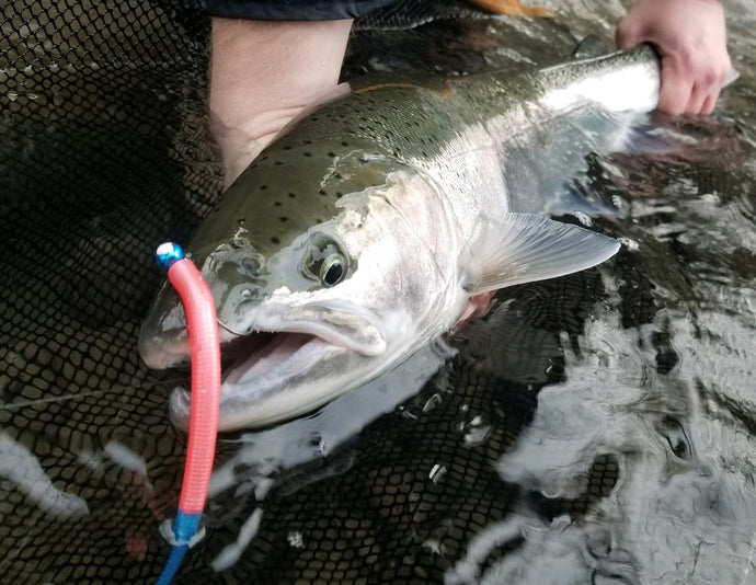 Brand NEW Addicted Steelhead Worms!