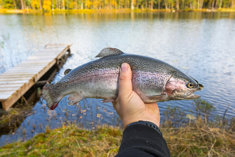 WDFW has stocked more than 16 million trout and kokanee in lakes statewide!