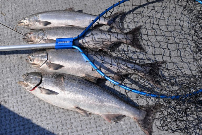 2017 Goes Down As One Of The Most Challenging Spring Chinook Seasons To Date