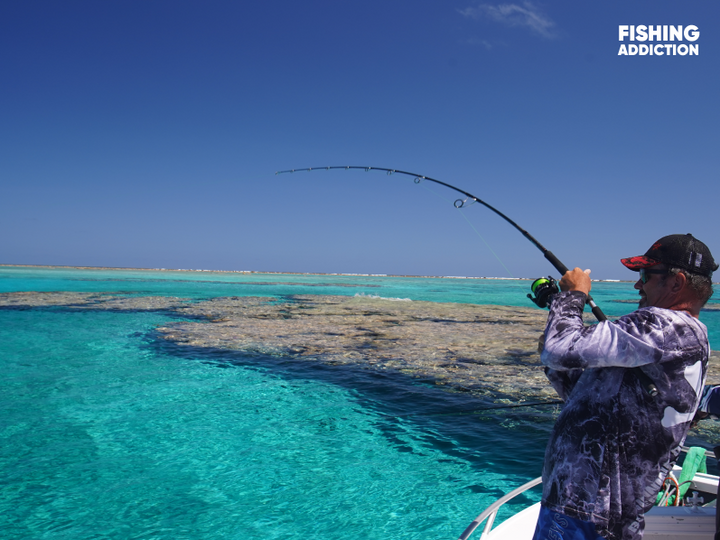 Graet Fish Top 5 Fishing Species on the Great Barrier Reef – Addicted Fishing