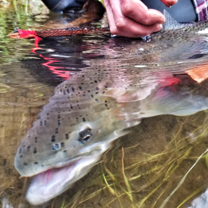 Winter Steelhead Fishing Tips & Tricks!