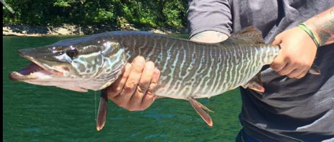Merwin Reservoir Washington | Tiger Muskie on Swimbait
