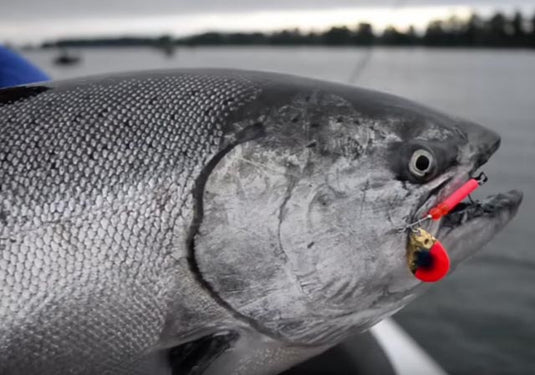 Fishing & Testing 3.5 Simon Spinners