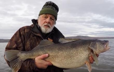 Giant 16lb. Walleye Release Columbia River