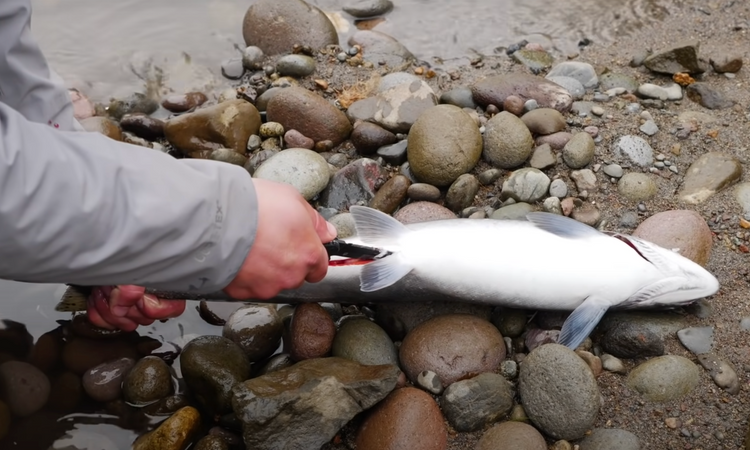 The Most ETHICAL Way to Kill A Fish (Salmon, Steelhead, Trout) w/ Jordan Knigge