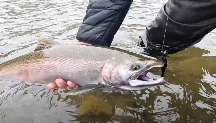Catching Salmon ACCIDENTALLY on Ultra-Light Fishing Rods!