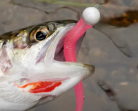 Top-Producing Trout Lure - Rigging & Color Selection
