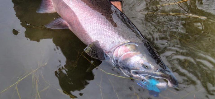Twitch-Insanity! 4 Videos about "Twitching" Coho Salmon