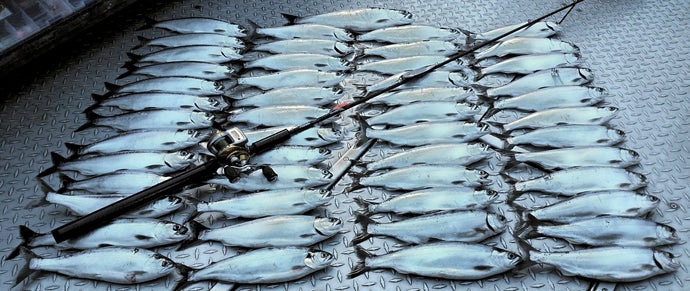 The Quickest Way to Fillet a Kokanee