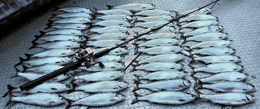The Quickest Way to Fillet a Kokanee