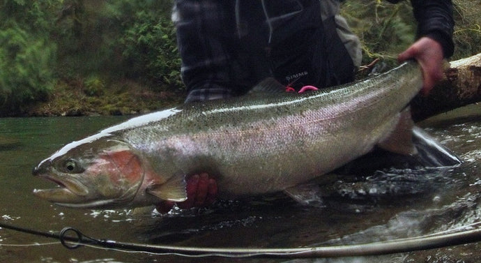 Float Fishing for Big Steelhead! Part 1