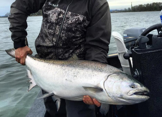 What's Happening in 2017 for Spring Chinook | Forecast