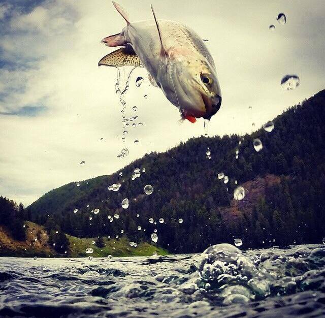 Summer Steelhead Fishing in Washington