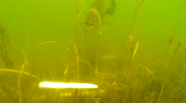 Topwater Largemouth Bass Fishing