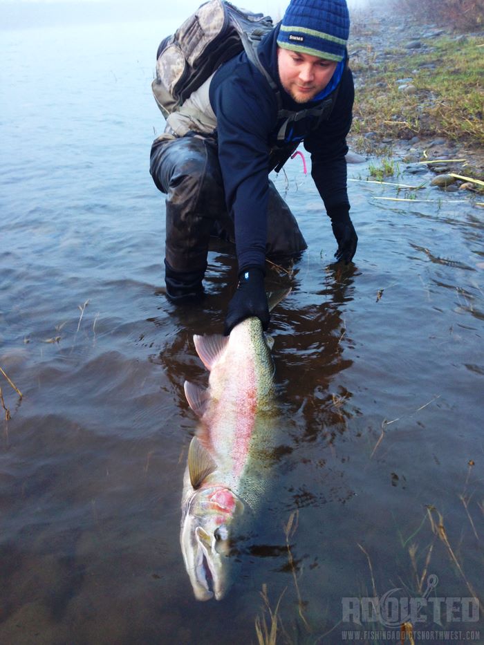 Salmon & Steelhead declines in Southwest Washington