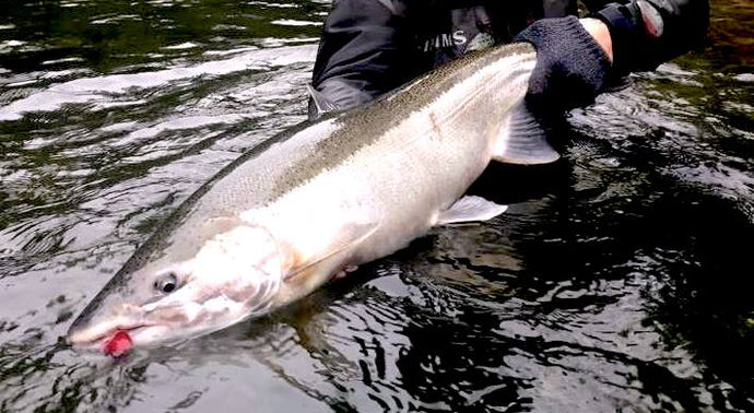We're ADDICTED to Winter Steelhead. See why
