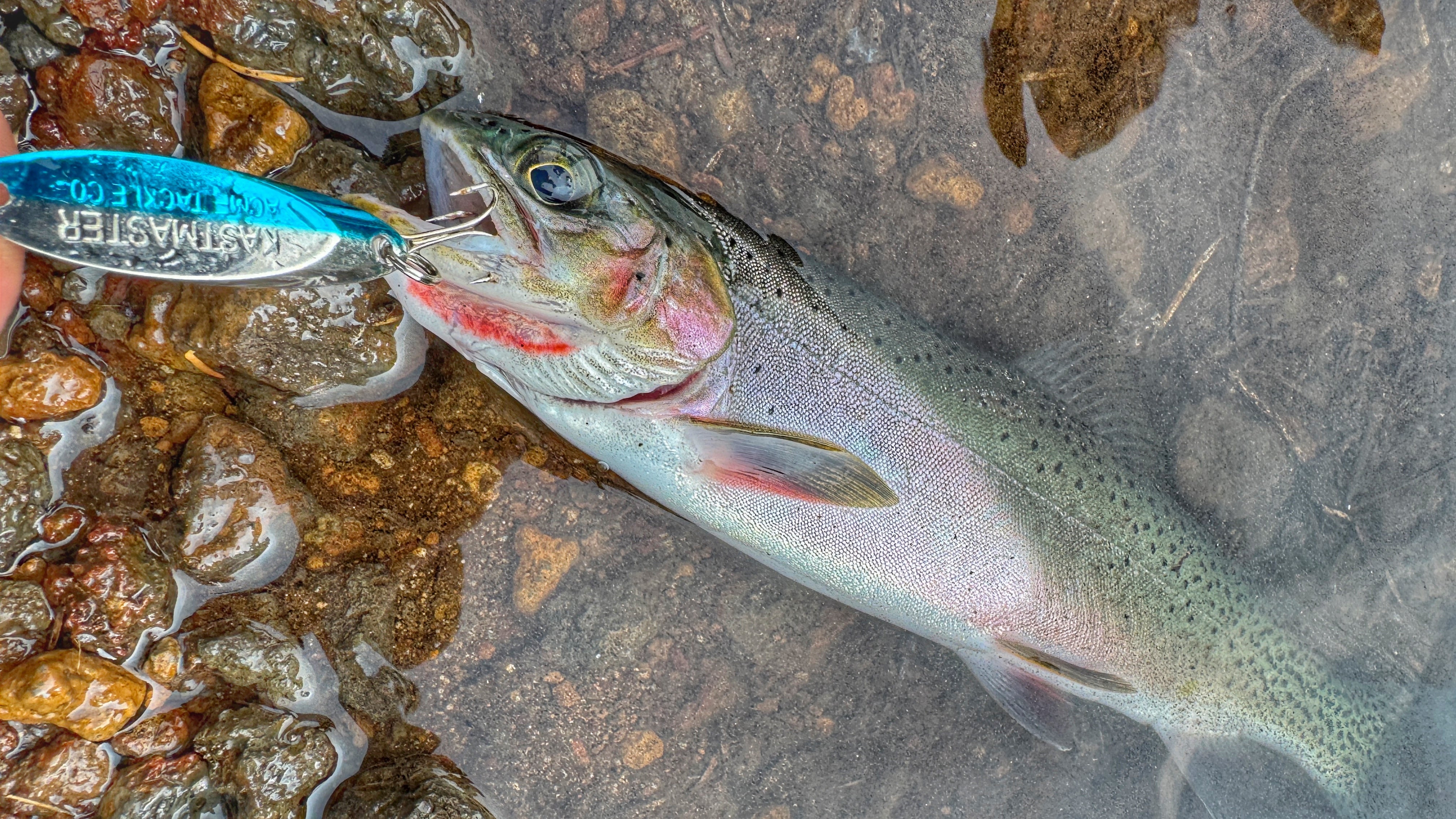 Bargain Deal Pond Addicted Fishing Bargain Deal Pond Addicted Fishing