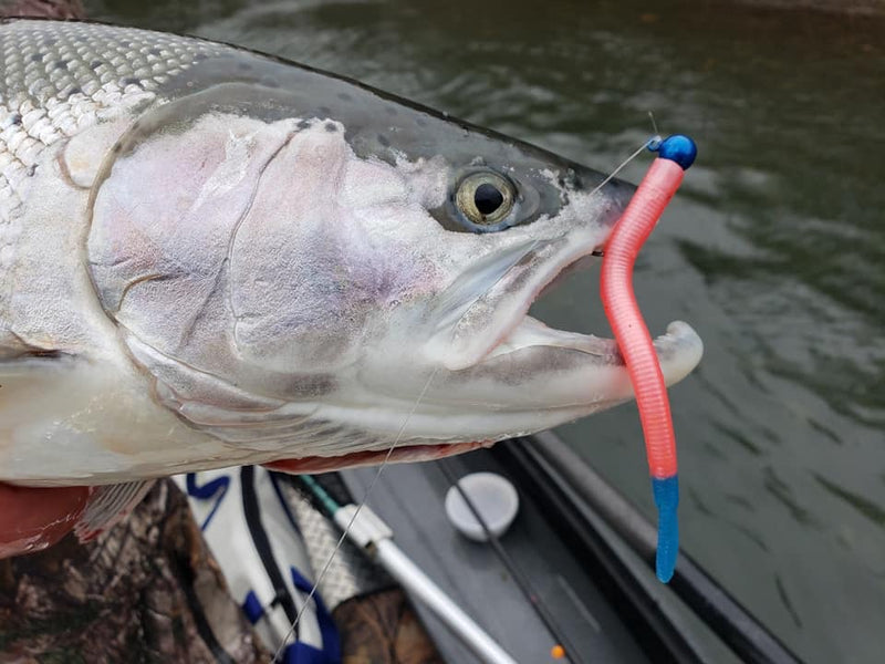 Load image into Gallery viewer, Miss America Steelhead Worms

